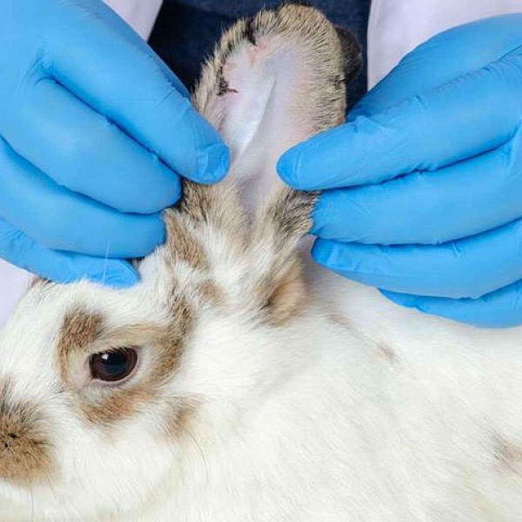 Псороптоз кроликов или ушная чесотка: как и чем лечить?