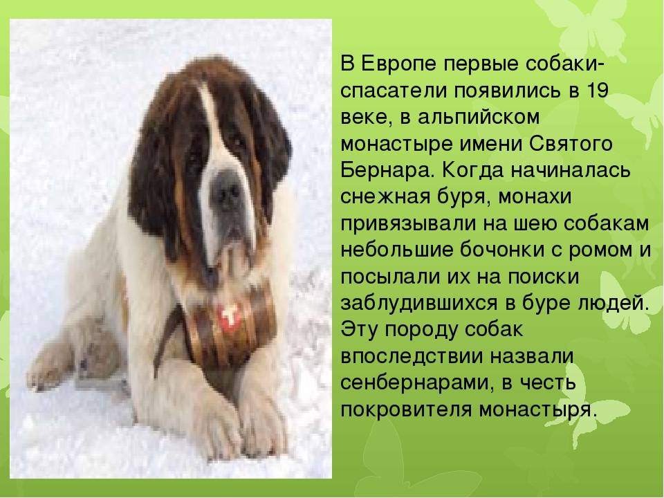 Собака сенбернар: особенности порода, воспитания, характера