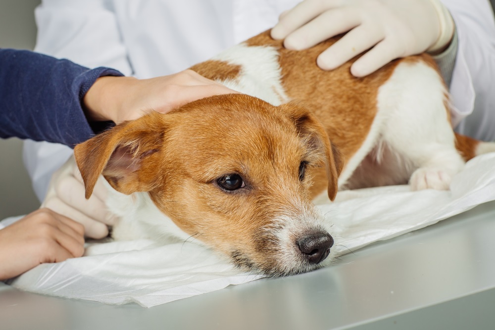 Причины, симптомы и методы лечения энтерита у собак