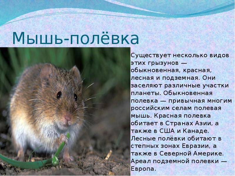 Мышь — виды, чем питаются, сколько живут, где живут, описание