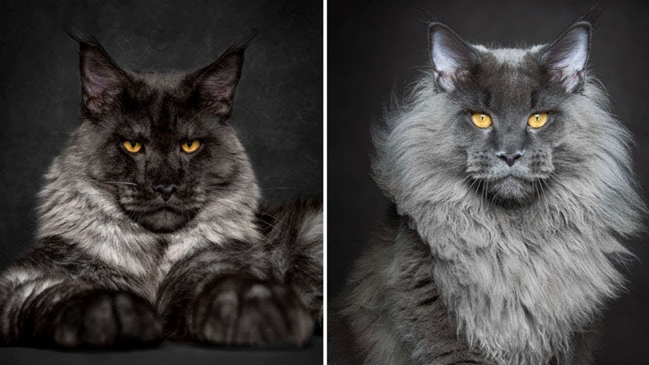 Коты и кошки с человеческим лицом: порода | фото, с глазами человека