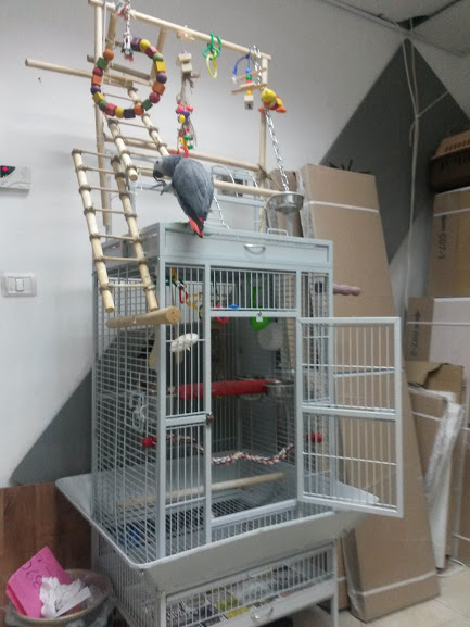 Как сделать самодельную клетку для попугая своими руками — экспертно-информационный портал о домашних питомцах и уходе за ними — petse.ru