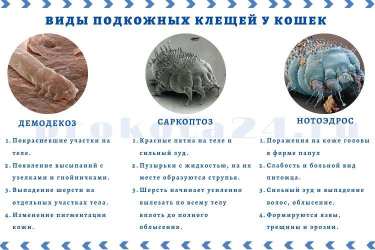 Демодекоз у кошек: симптомы и лечение подкожного клеща