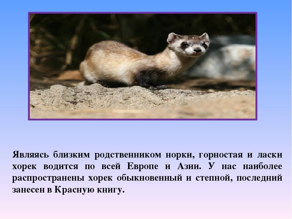 Хорь степной амурский: описание и фото животного.