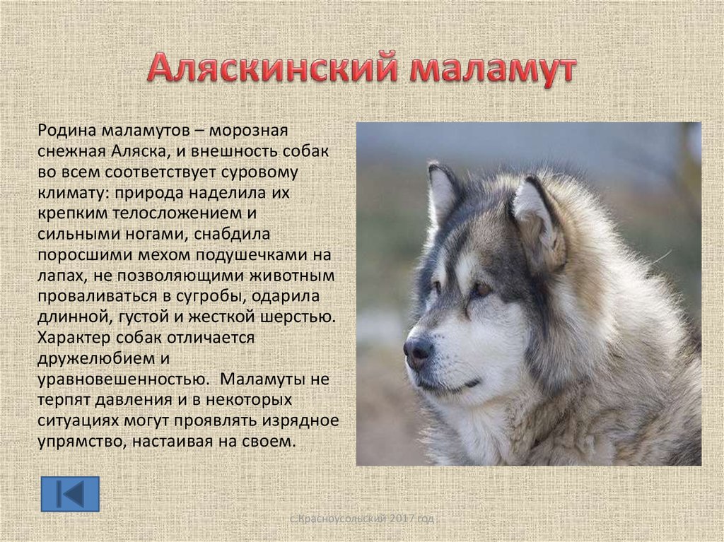 Аляскинский маламут: описание характеристики породы и отличия