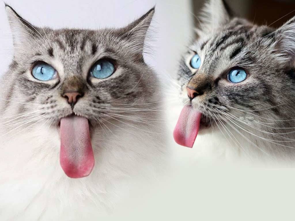 Почему кошка высовывает язык? заболевания, при которых наблюдается высовывание кончика языка у кошек