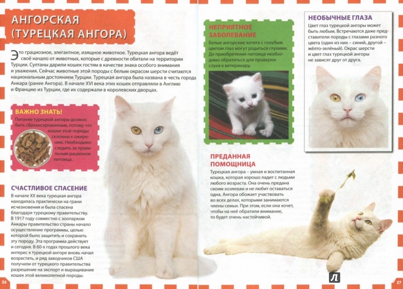 Турецкая ангора - фото и описание породы кошек (характер, уход и кормление)