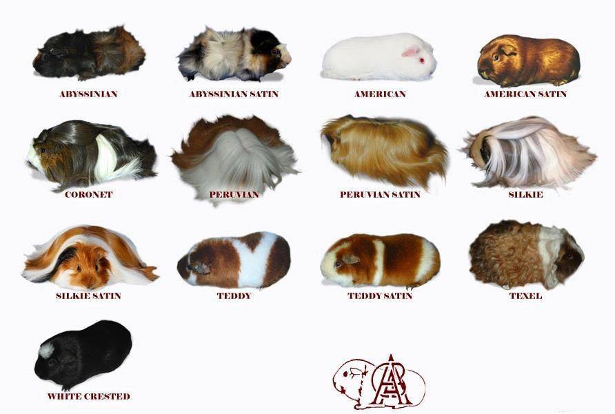 Популярные породы морских свинок, описание видов, фото