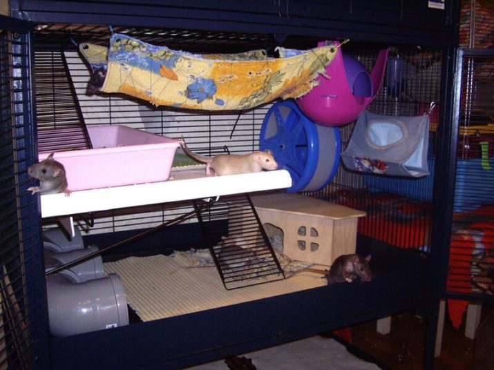 Как сделать клетку для крысы своими руками из подручных материалов в домашних условиях