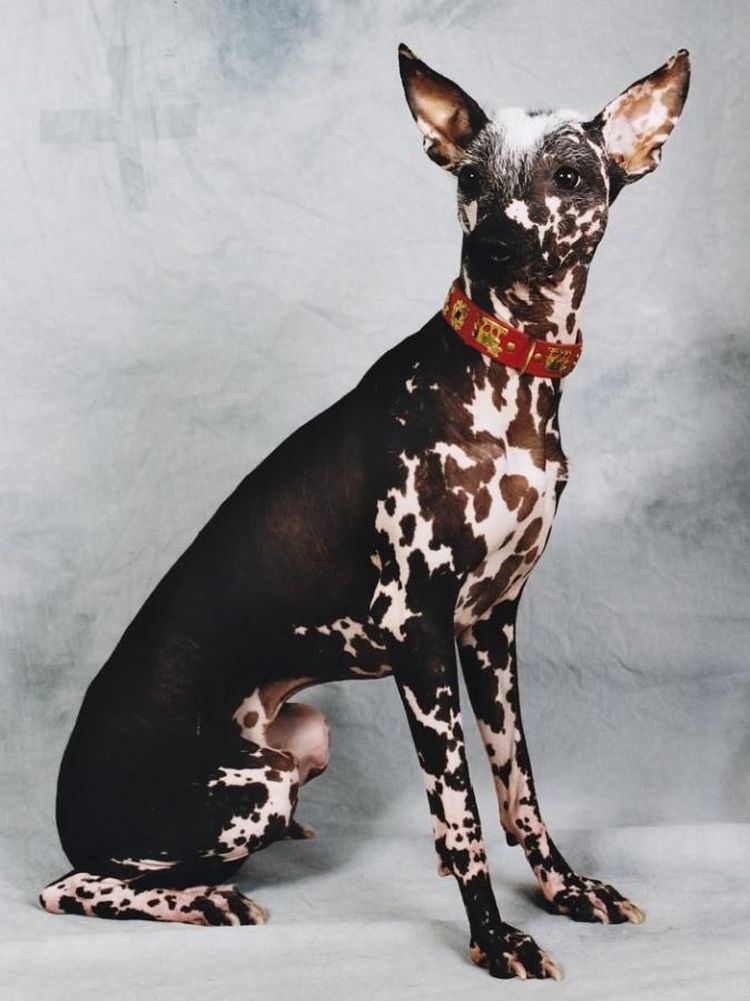 Самые редкие породы собак — 20 редчайших псов