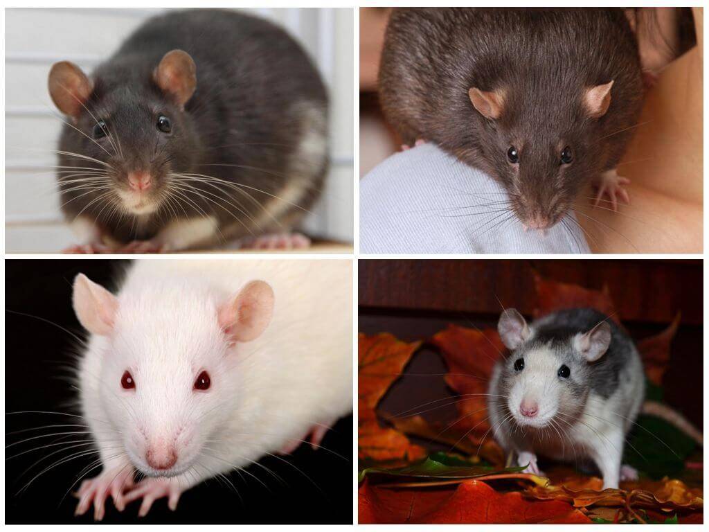 Разновидности крыс