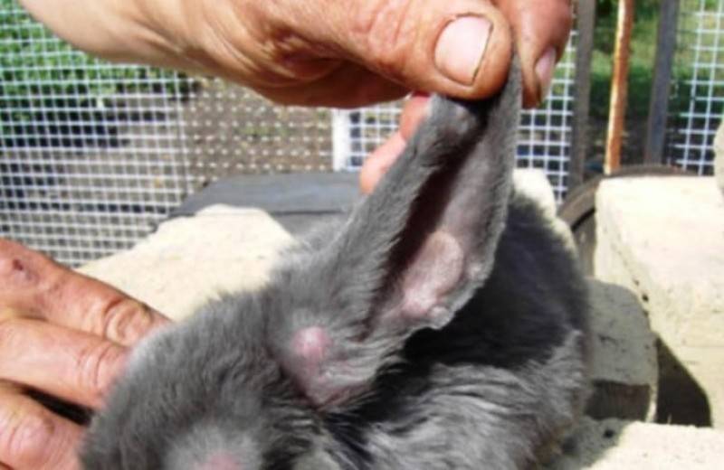 Болезни глаз у кроликов: заболевания и их лечение