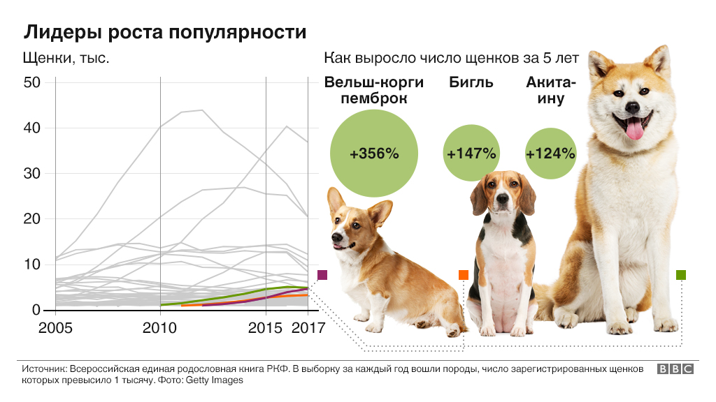 Рейтинг пород собак по интеллекту и обучаемости с фото