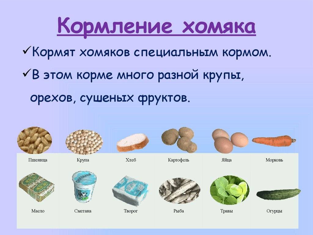Чем кормить хомяков: разрешенные и запрещенные продукты
