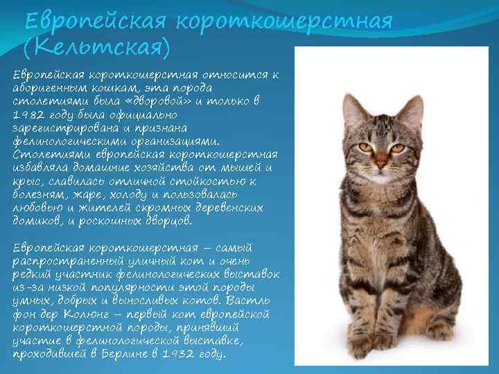 Европейская короткошерстная кельтская кошка: описание и характеристика породы +видео и фото