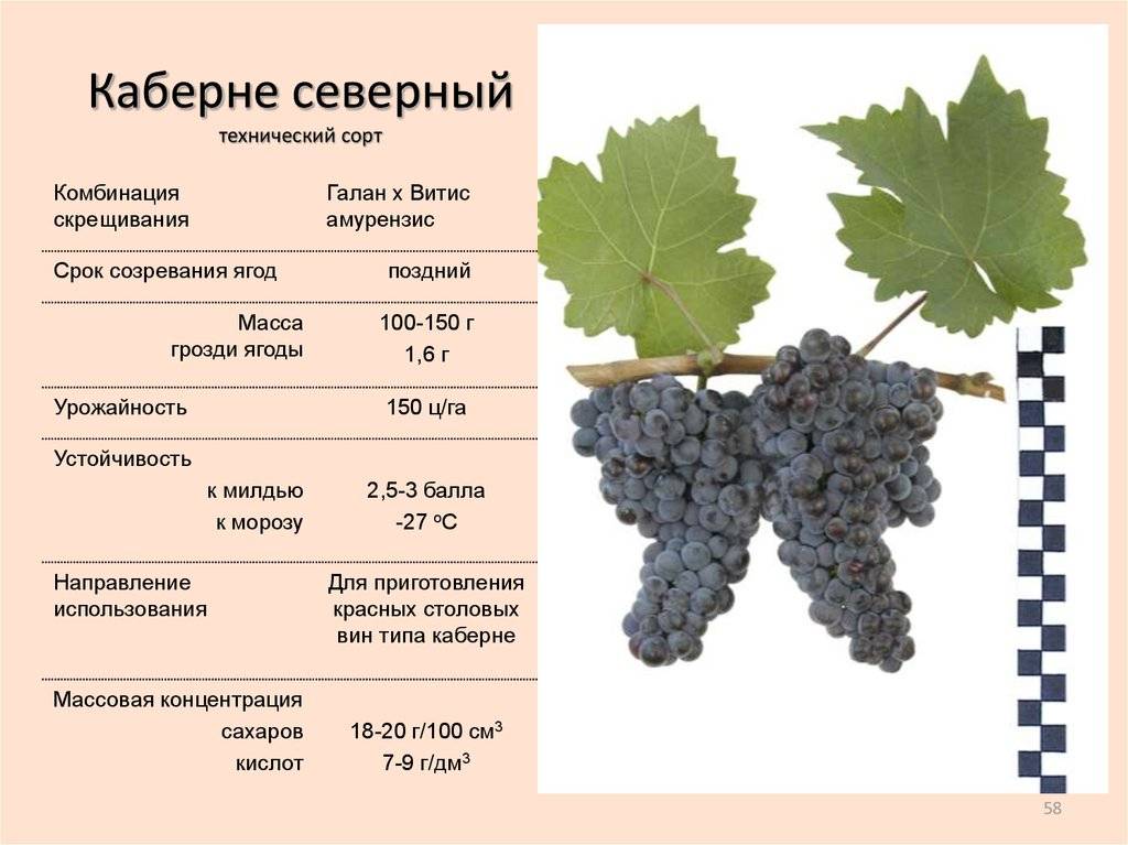 Можно ли давать кроликам виноград, листья и лозу