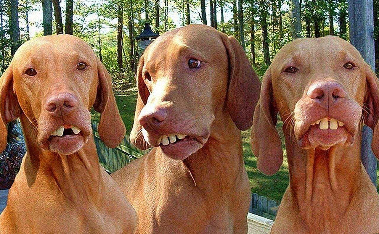 картинки ржачных собак