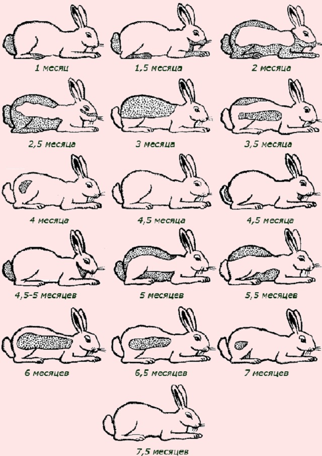 Как определить возраст кролика при покупке?