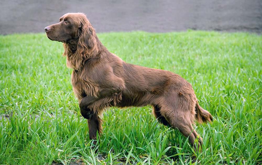 Список всех легавых собак: обзор русских, английских и немецких пород