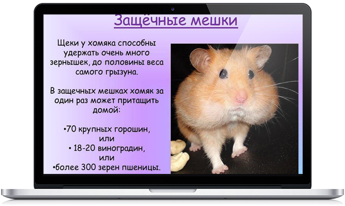 Hamster перевод на русский. Факты о хомячках. Интересные факты о хомячках. Факты о хомяках. Факты о хомяках домашних.