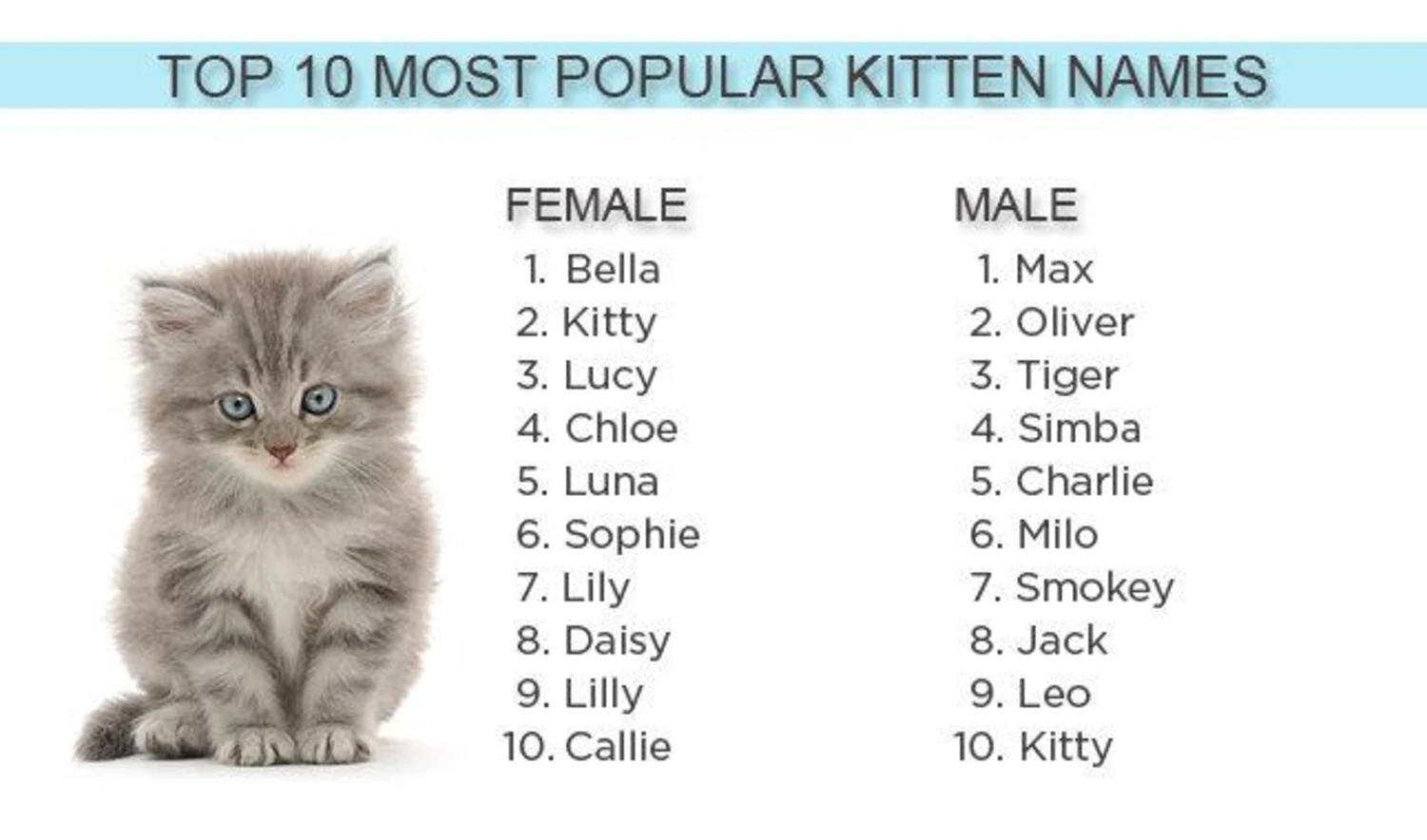 Кот с английского на русский. Имена для кошек девочек и мальчиков. Имена для котят. Красивые имена для котят девочек. Имена для котят мальчиков.