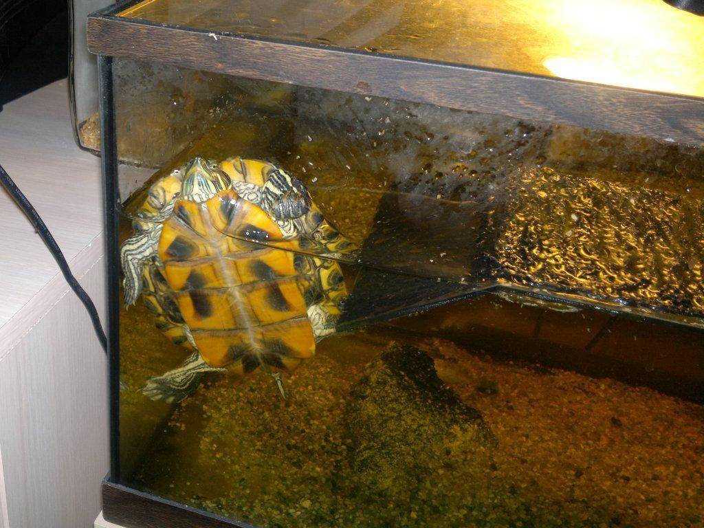 Спячка черепахи в домашних условиях. Красноухая черепашка в спячке. Красноухая черепаха в спячке. Спячка у красноухих черепах. Какашки красноухих черепах.