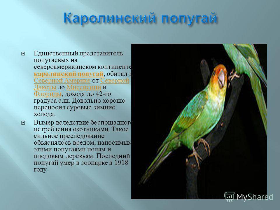Попугаи родом из Австралии