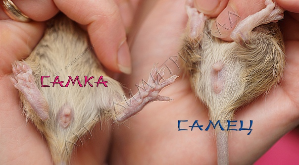 Белка дегу – уход и содержание в домашних условиях