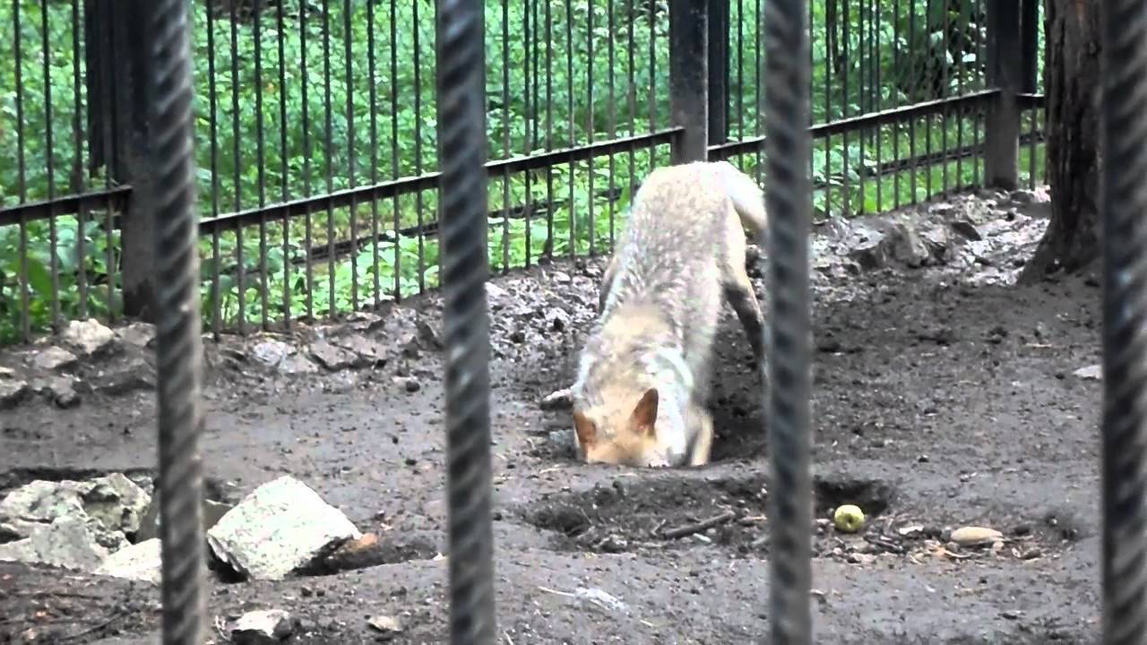 Как отучить собаку рыть ямы во дворе. к чему собака роет яму? почему собака роет ямы во дворе – приметы