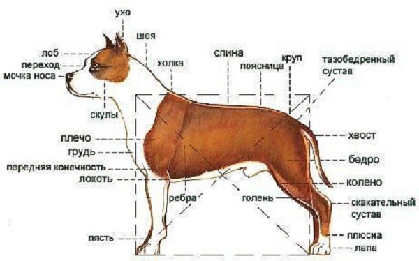 Как правильно измерить рост собаки в холке? - petstory