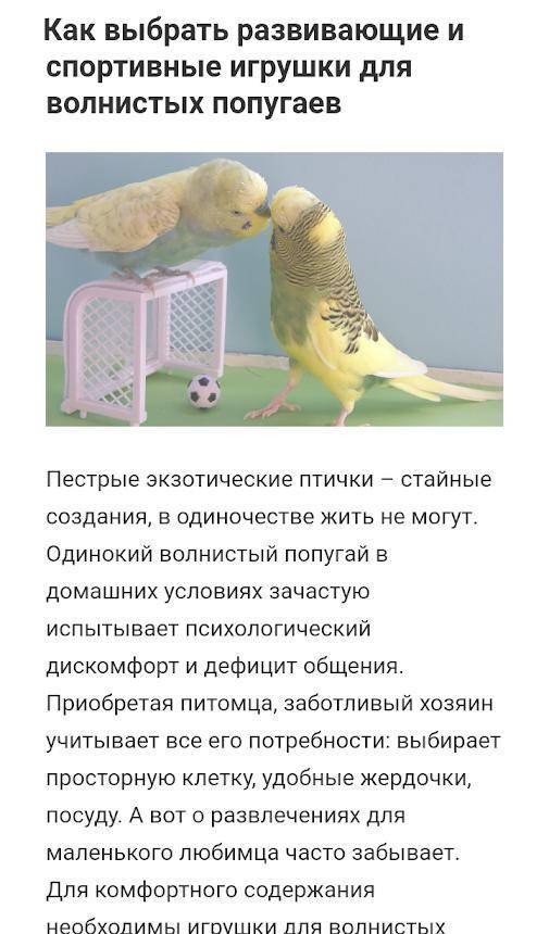[новое исследование] температура для попугаев волнистых, освещение для содержания и температура тела у попугайчиков