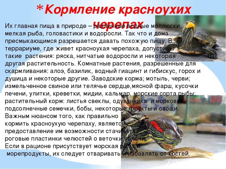 ᐉ красноухая черепаха перестала есть - zooshop-76.ru