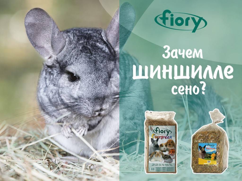 Топ 11 лучших кормов для шиншилл рейтинг 2021