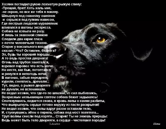 Самый лучший друг: может ли собака забыть хозяина?