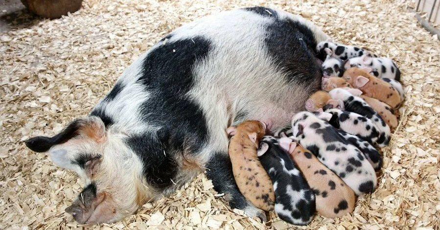 Сколько рожают свинки