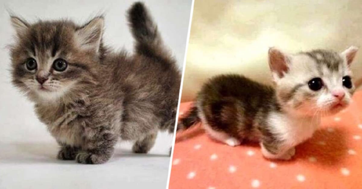Породы маленьких котят: карликовые и мелкие животные, примеры которые не растут