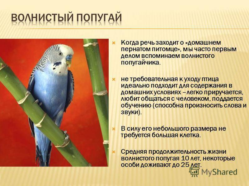 Фото, особенности и описание сенегальских попугаев