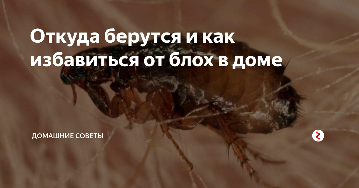 Блохи у кошки: симптомы + инструкция, как вывести в домашних условиях