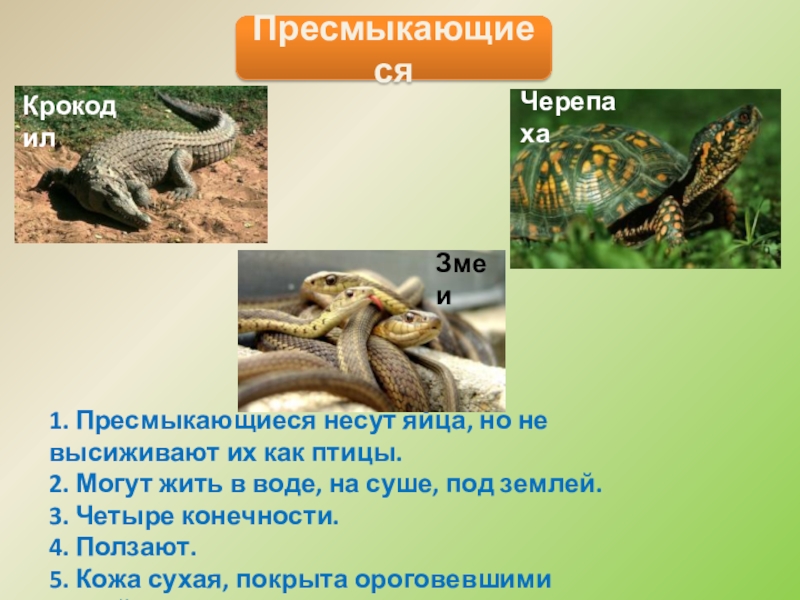 Книга рекордов природы рептилий самый. Пресмыкающиеся змеи ящерицы крокодилы. Проект пресмыкающиеся 2 класс. Пресмыкающиеся окружающий мир. Пресмыкающиеся черепахи.