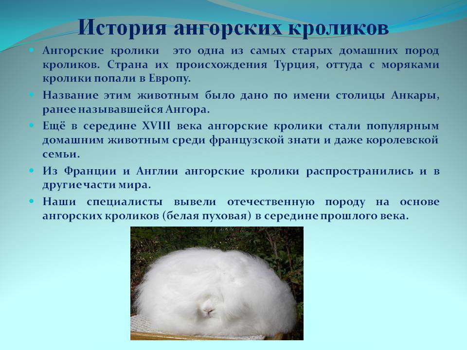 Ангорские пуховые кролики: отличительные признаки, стандарт породы, критерии выбора, правила содержания, рацион, уход за шерстью