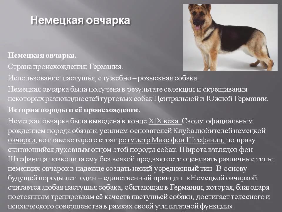Португальская водяная собака: фото, описание, внешний вид, характер и уход за породой | for-pet