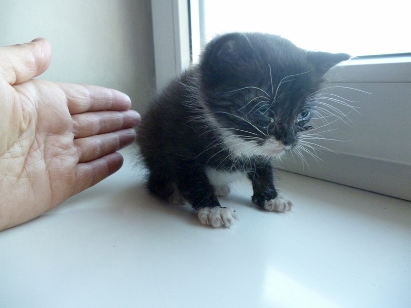 9-ти недельный котенок с ампутированной лапкой живет полноценной жизнью