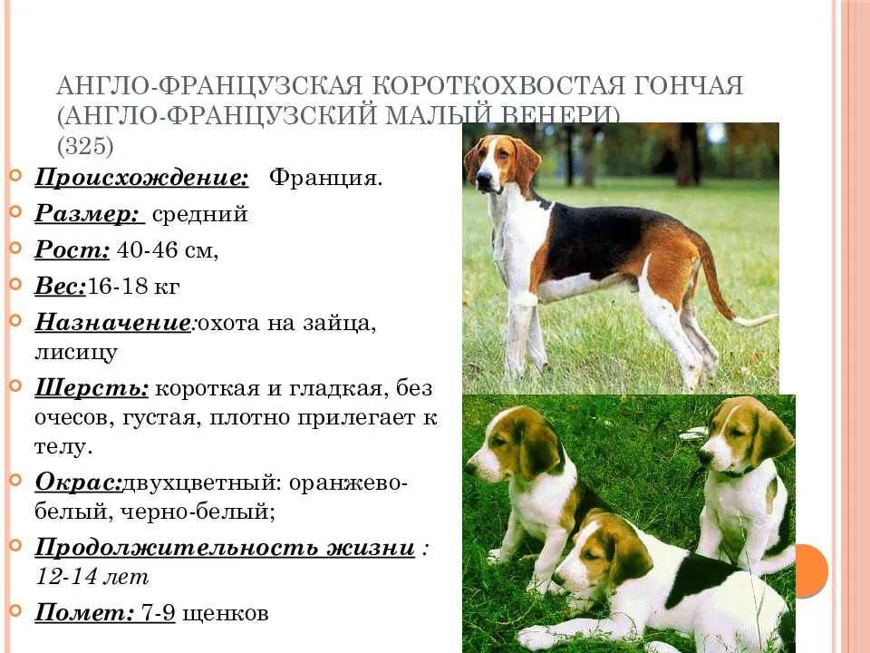 Русская гончая собака: описание породы, стоимость