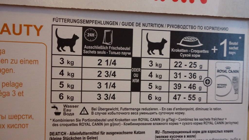 Чем лучше кормить кошек, советы ветеринаров: сухим или влажным кормом