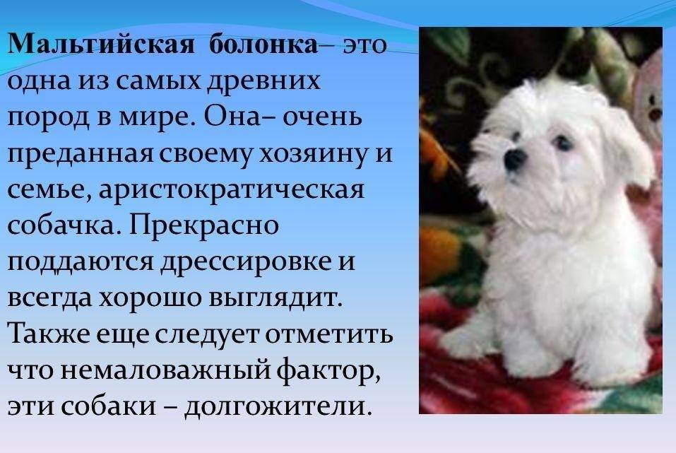 Болонка