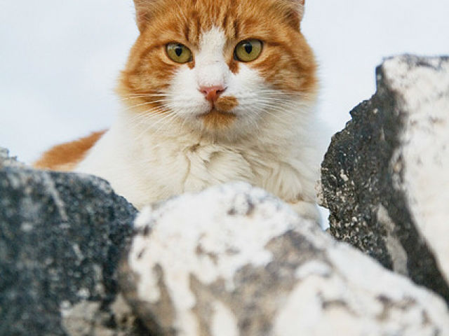 Описание породы эгейской кошки с фото