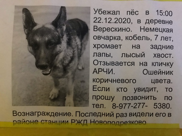 Самые популярные клички для собак в алфавитном порядке с рекомендациями