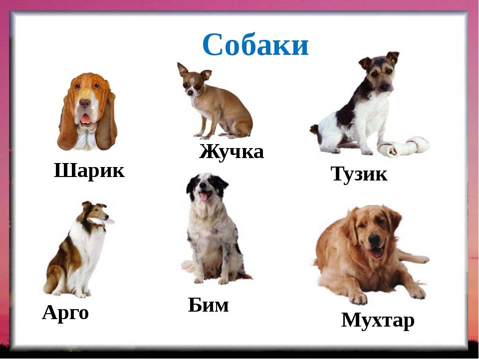 Как придумать кличку собаке маленькой, большой. как назвать собаку мальчика. как назвать собаку девочку.