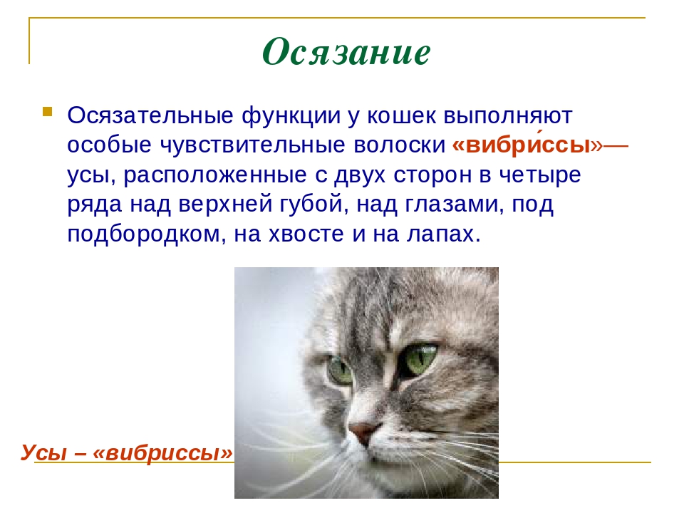 Почему у кота ломаются усы? основные причины, секущехся усов- советы