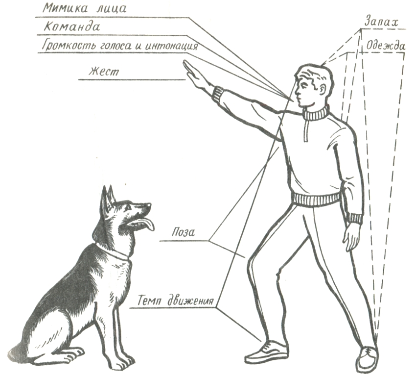 Как самому научить щенка командам: методы дрессировки | звери дома